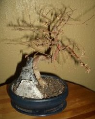 dead bonsai