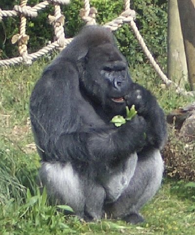 gorillas at bristol zoo