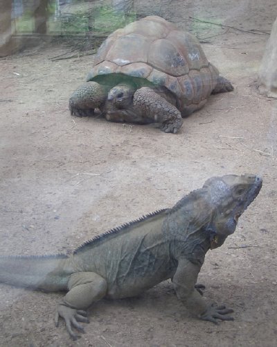 rhinocerous iguanna and giant tortoise at bristol zoo