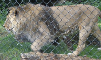 lions at bristol zoo