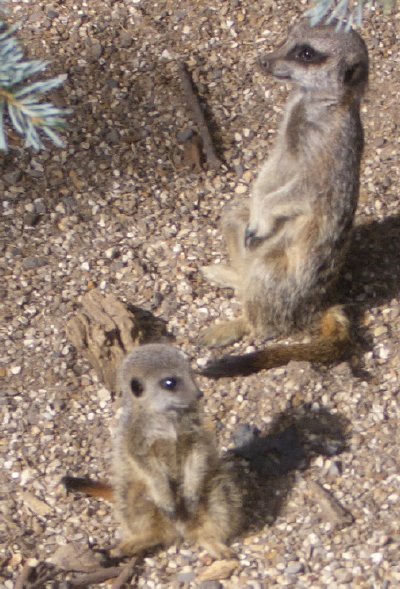 meercats at bristol zoo