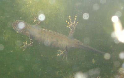 greater crested newts greater crested newts