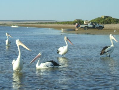 scenic oz wildlife pelican shot scenic oz wildlife pelican shot