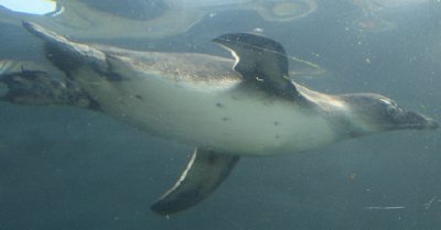 penguin swimming underwater at bristol zoo