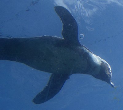 penguin underwater at bristol zoo