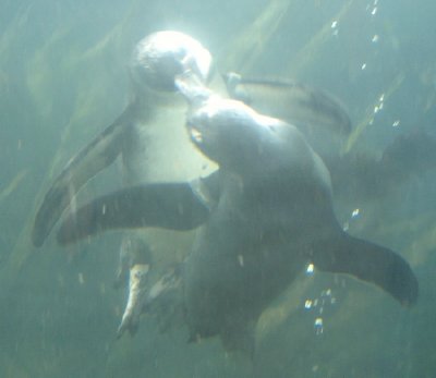 penguins kissing underwater at bristol zoo
