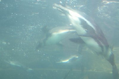 penguins swimming underwater at bristol zoo