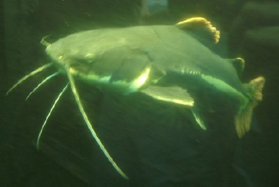 red tailed catfish at bristol zoo