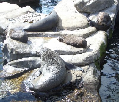 seals at bristol zoo