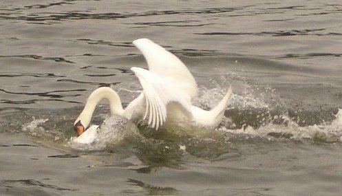 swan attack